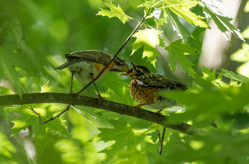 American Robins, Windsor CT