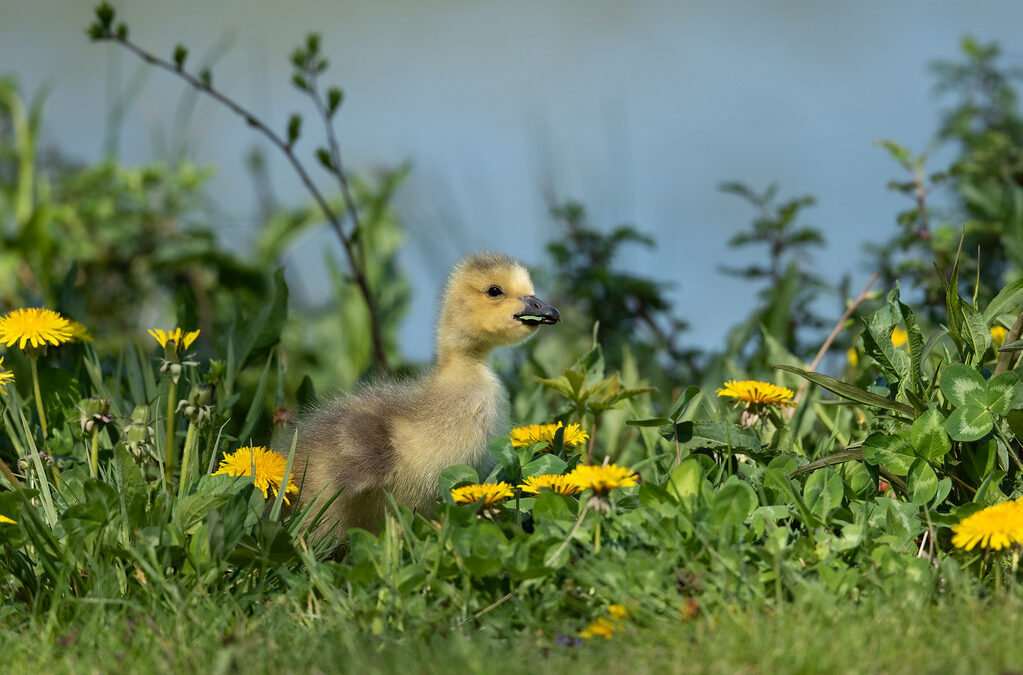 Canada gosling, Windsor, CT