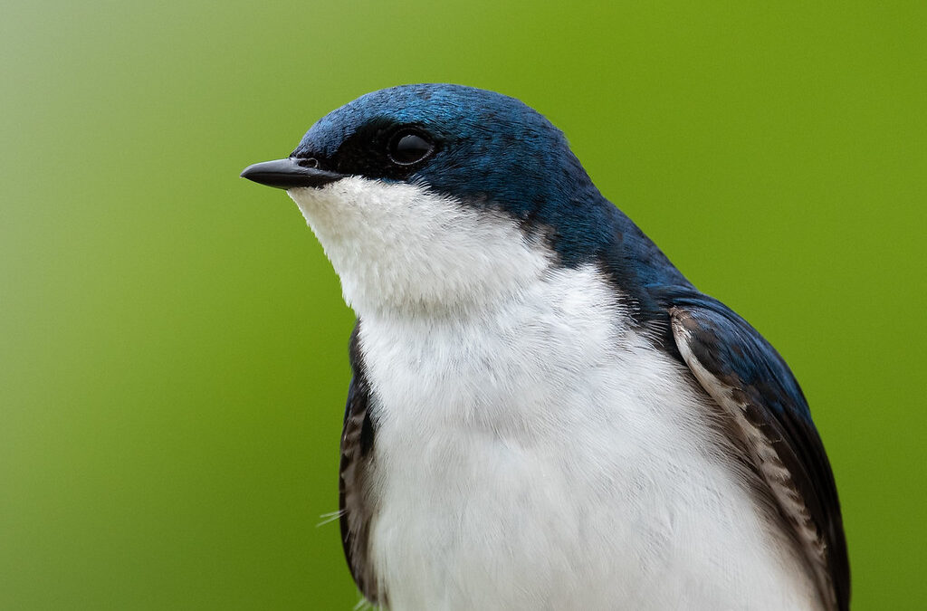 Blue and white tree swallow. Photography byMichael Zager.